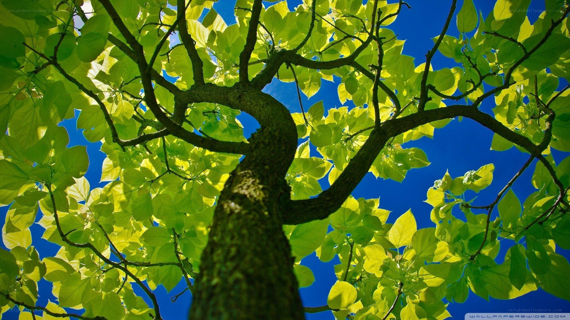 tree canopy against blue sky