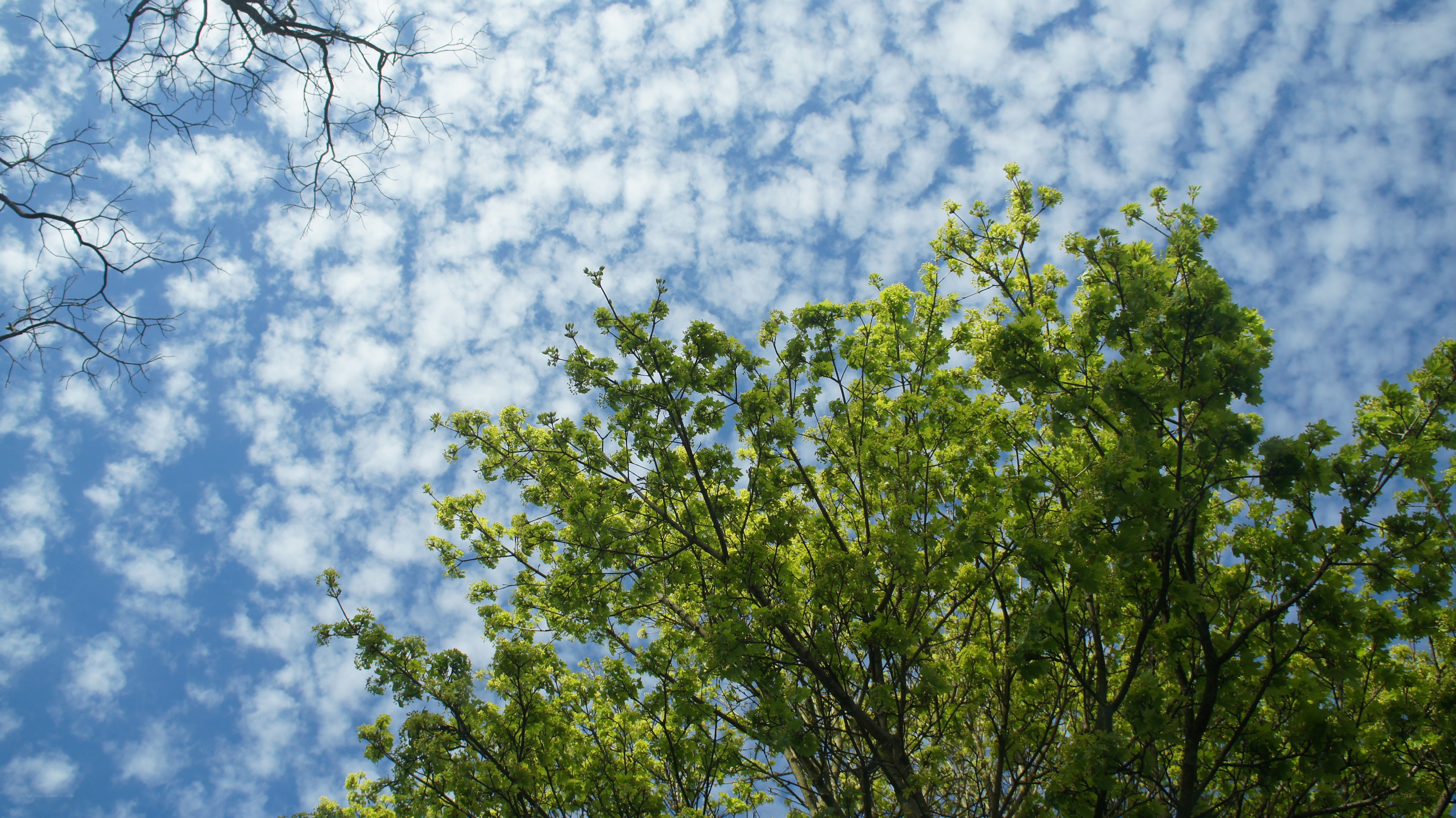 tree canopy against blue sky