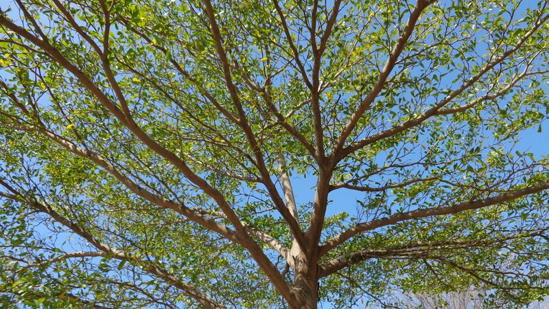 tree canopy against blue sky