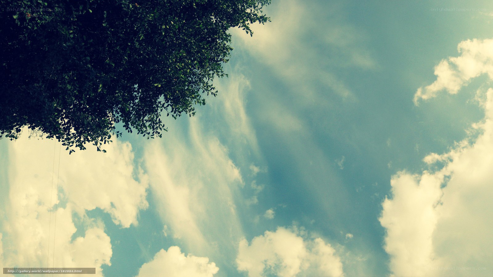 Tree canopy against blue sky