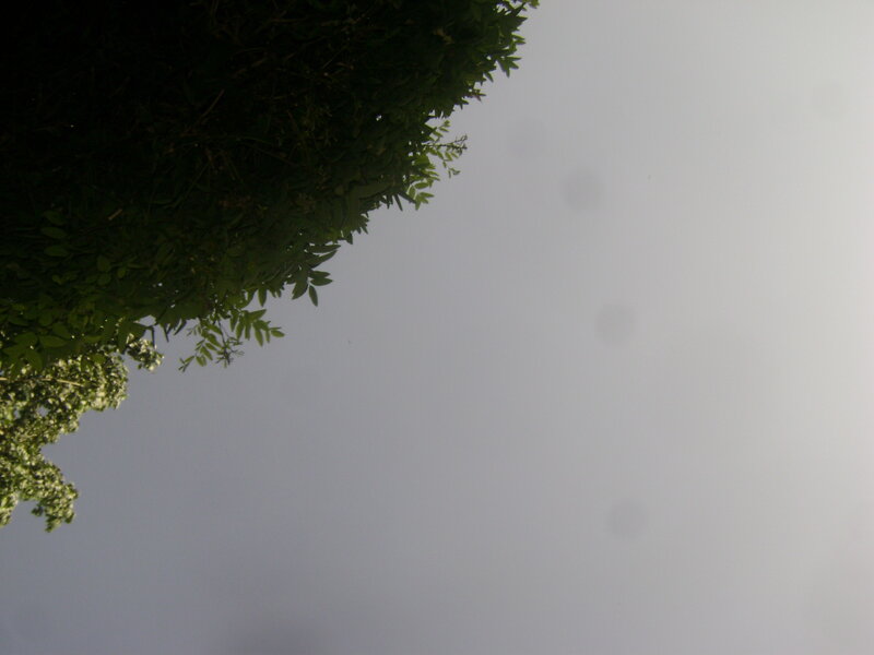 tree canopy against gray sky