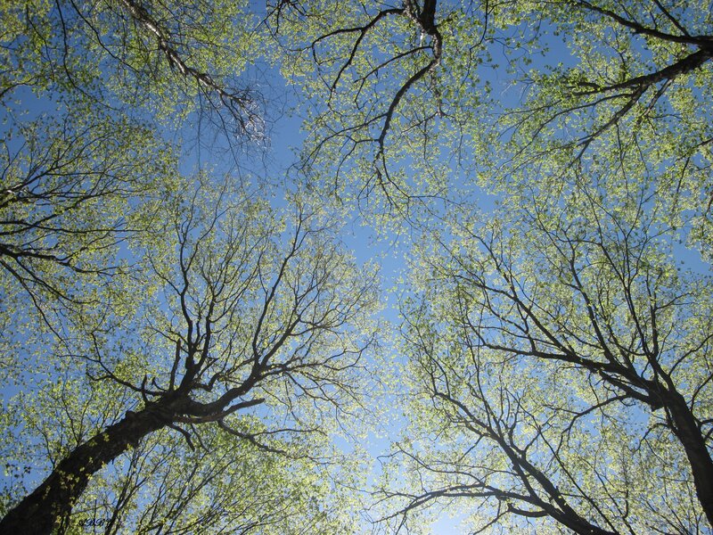 Tree Canopy Against Sky — Blue, Serene