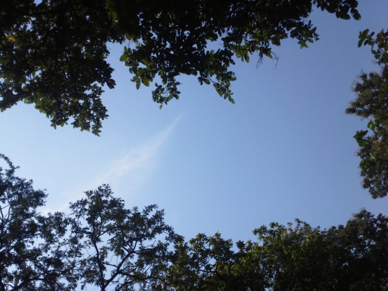 Tree Canopy Against Sky — Blue