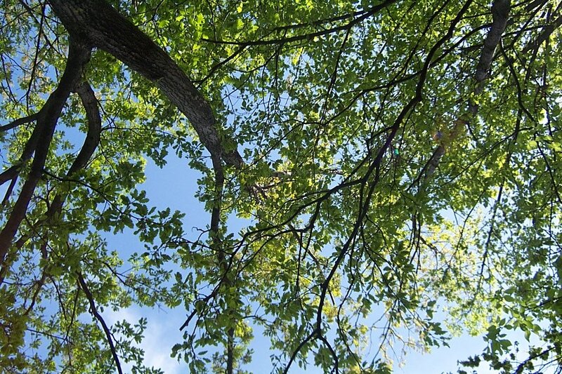Tree Canopy Against Sky — Green, Serene, Afternoon, Photograph, Branches, Leaves, Blue