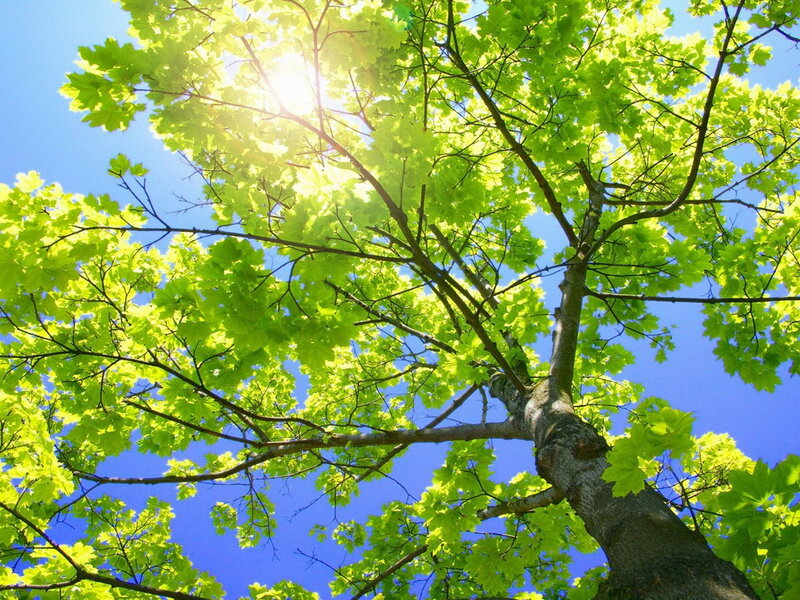 Tree Canopy Against Sky — Green, Serene, Afternoon