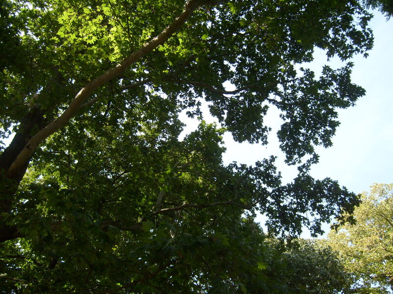 Tree Canopy Against Sky — Green, Serene