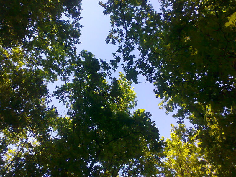 Tree Canopy Against Sky — Green