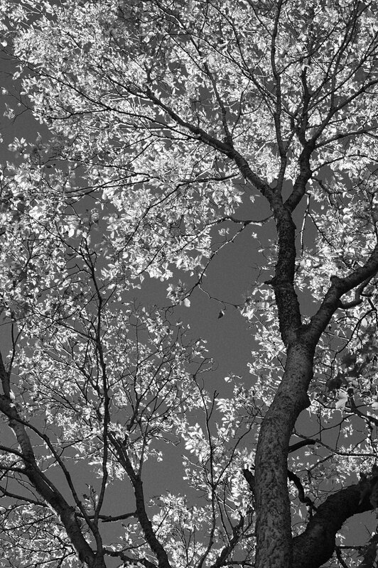 tree canopy against sky