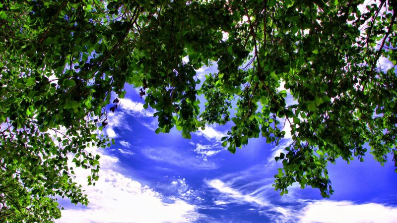 Tree Canopy and Sky — Green