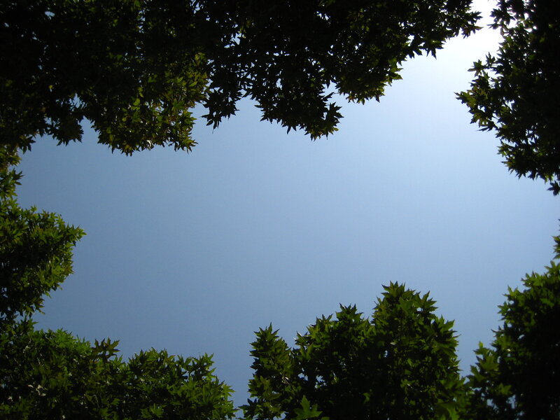 Tree Canopy Framing Sky