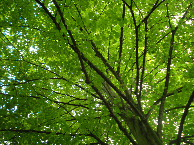 tree canopy from below