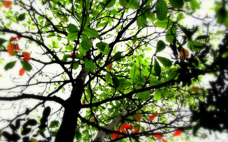tree canopy from below