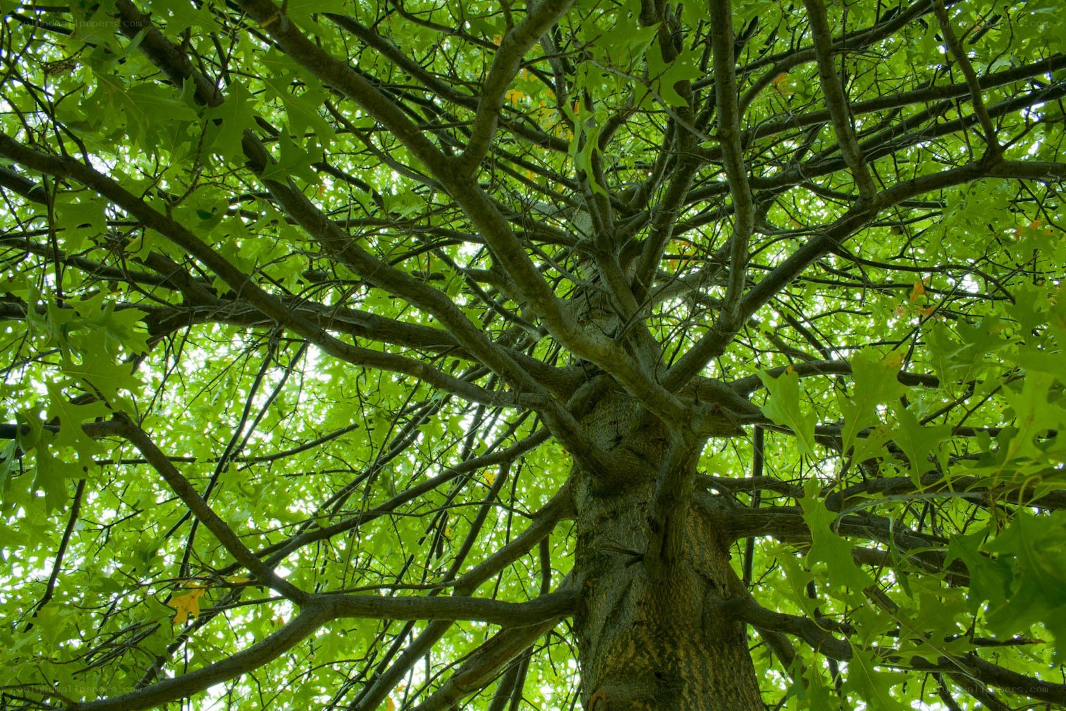 tree canopy from below