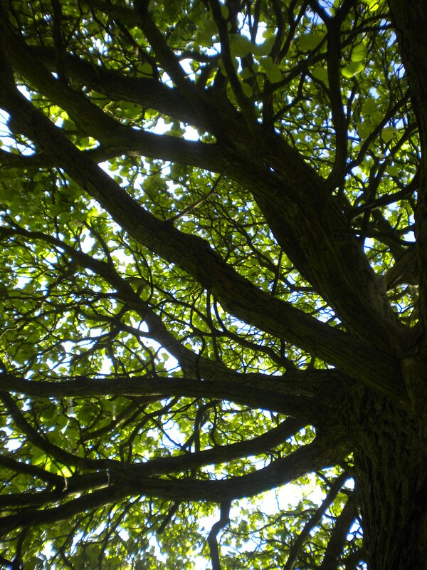 tree canopy from below