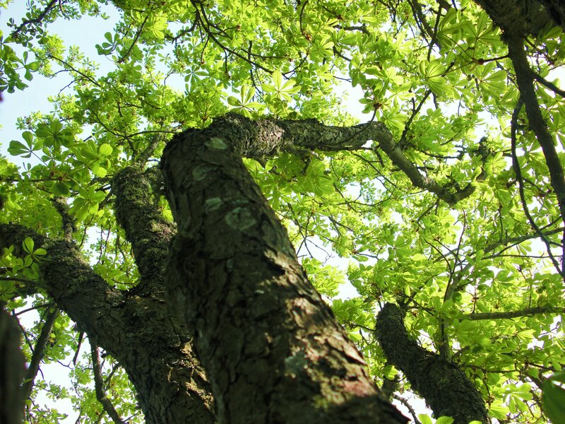 tree canopy from below