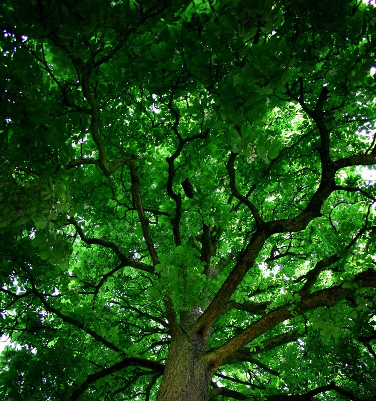 Tree Canopy from Below — Green, Serene, Afternoon, Photograph, Branches, Leaves
