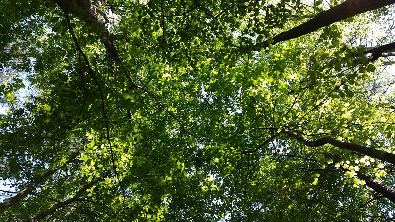 Tree Canopy from Below — Green, Serene, Afternoon, Photograph, Branches