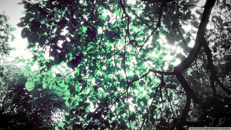 Tree Canopy from Below — Green, Serene, Afternoon, Photograph, Leaves, Branches