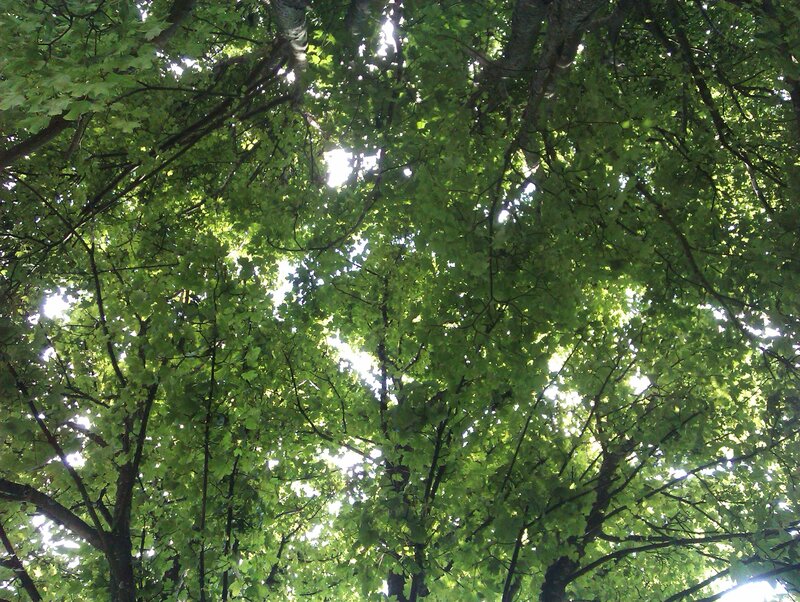 Tree Canopy from Below — Green, Serene, Afternoon, Photograph, Leaves