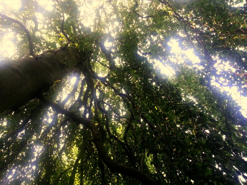 Tree Canopy from Below — Green, Serene, Afternoon, Photograph, Sunlight