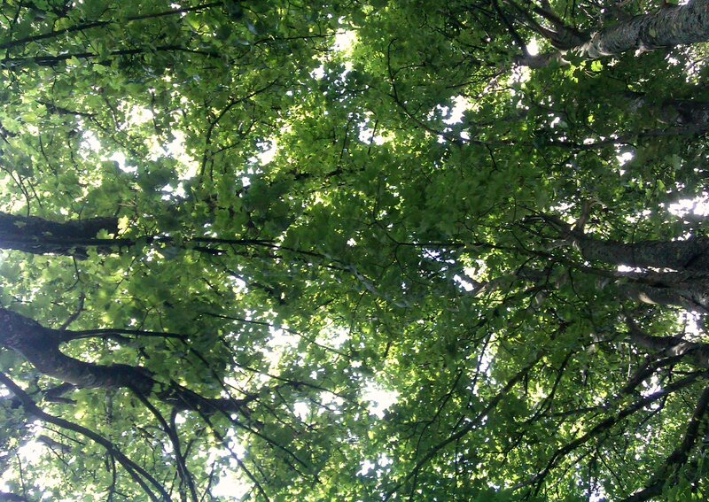 Tree Canopy from Below — Green, Serene, Afternoon, Photograph