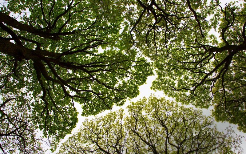 Tree Canopy from Below — Green, Serene, Afternoon, Photograph, Trees, Sky