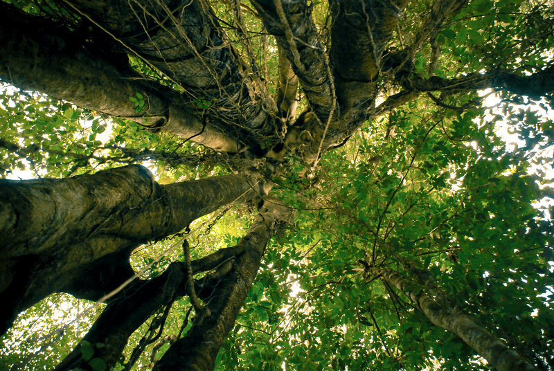 Tree Canopy from Below — Green, Serene, Afternoon, Photograph, Trees