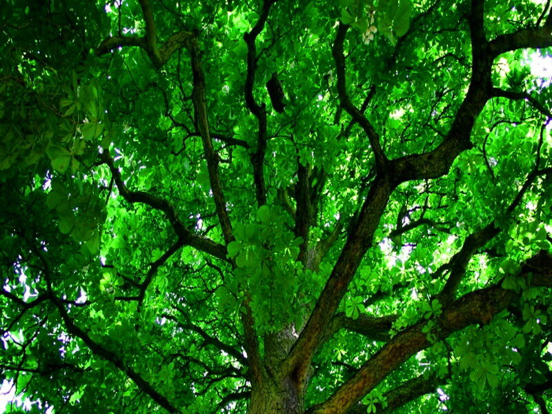Tree Canopy from Below — Green, Serene, Afternoon