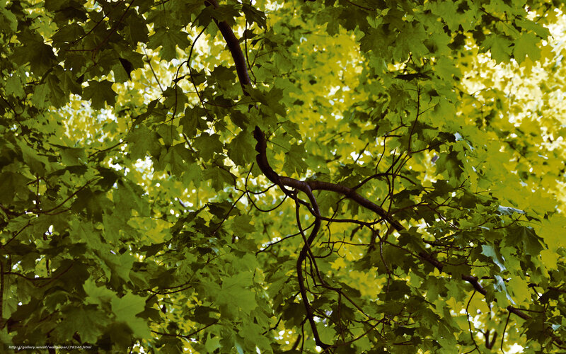 Tree Canopy from Below — Green, Serene