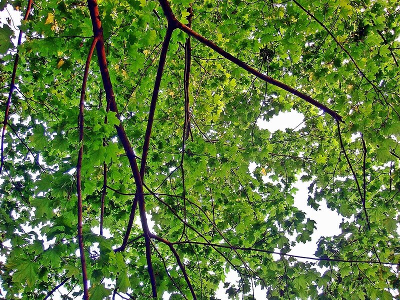 Tree Canopy from Below — Green