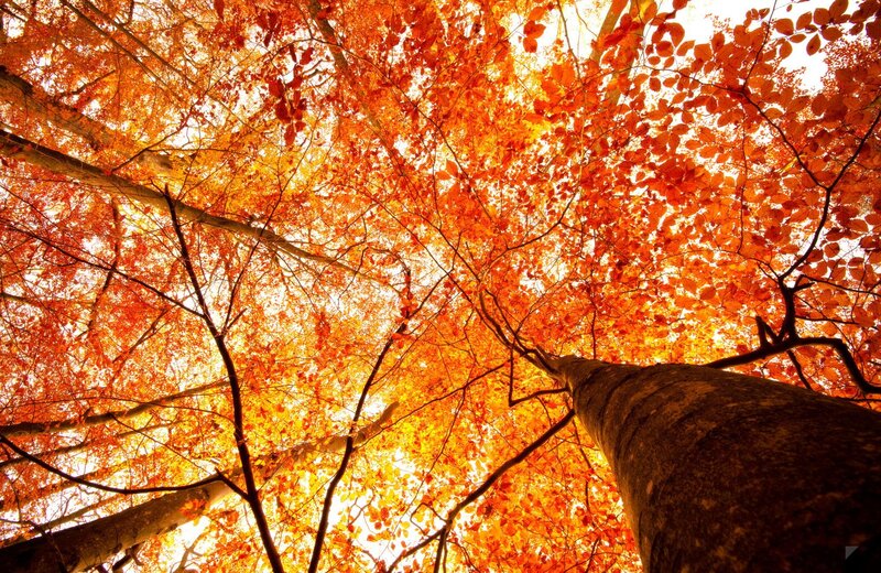 Tree Canopy in Autumn — Orange