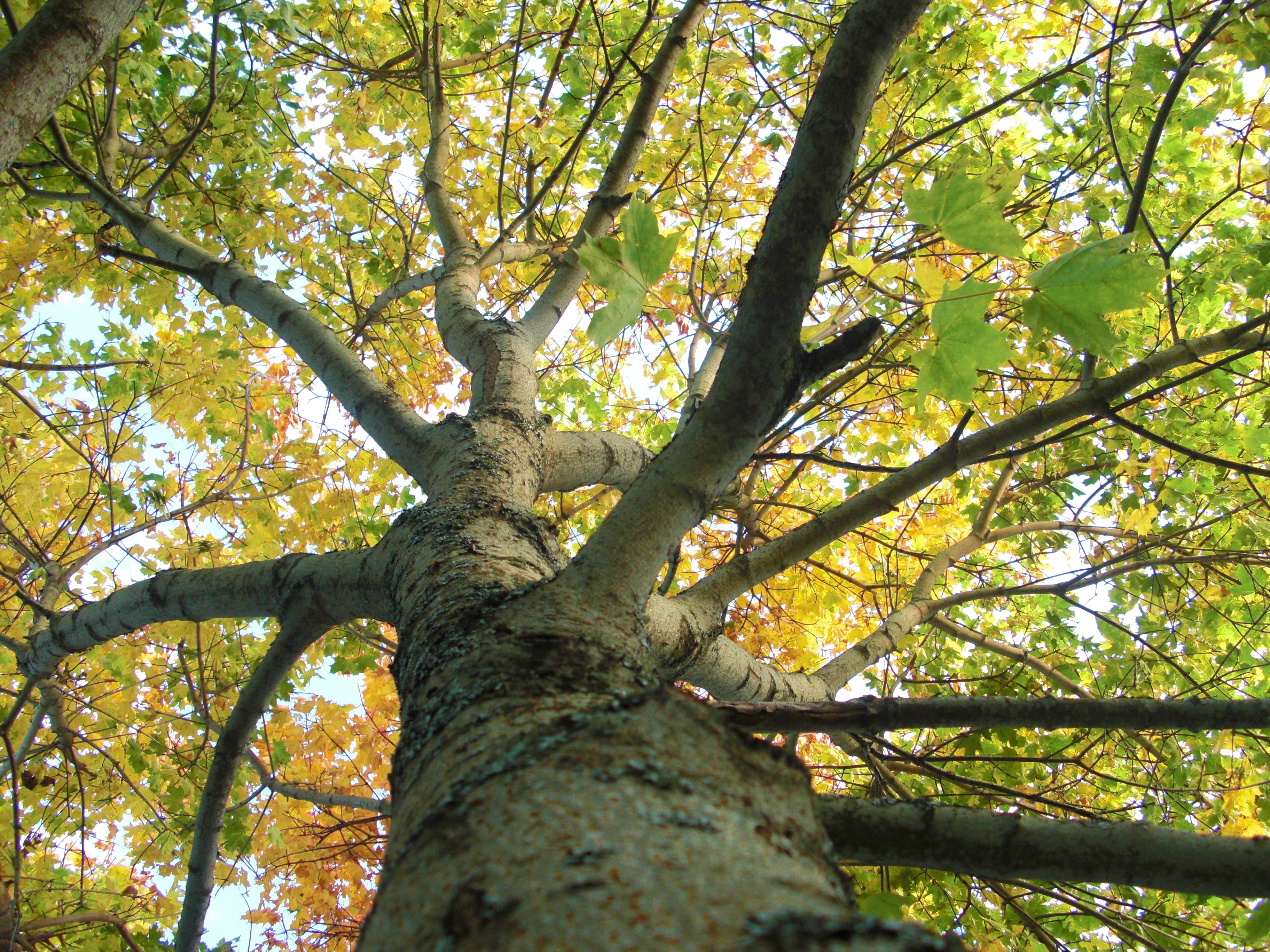 tree canopy in autumn