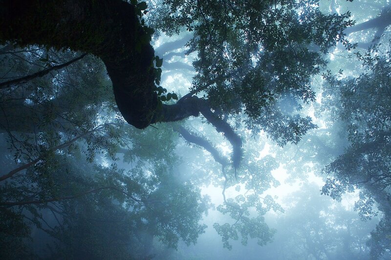 Tree Canopy in Fog