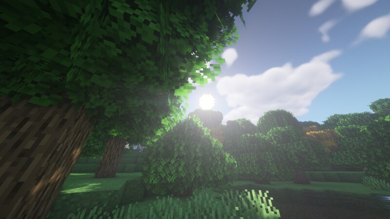 Tree Canopy in Forest