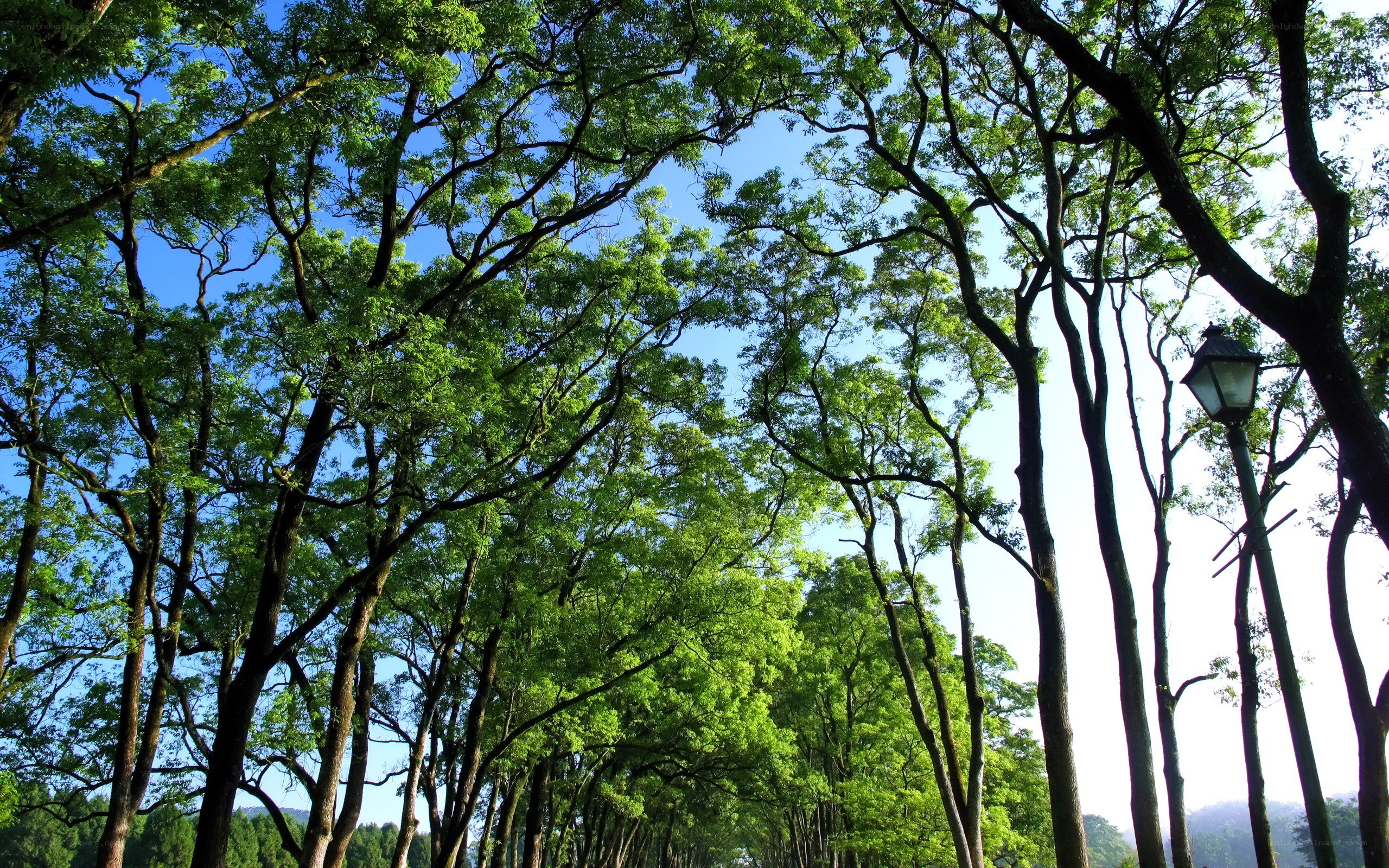 tree canopy on a sunny day