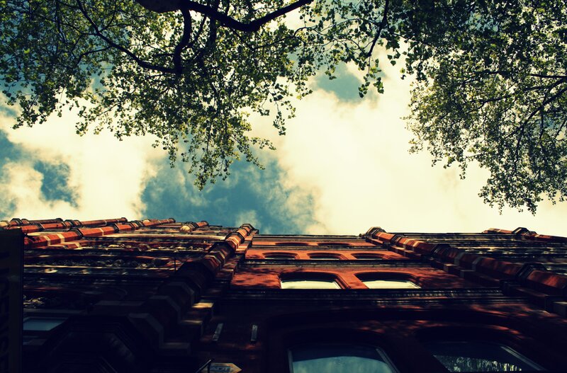 tree canopy over brick building