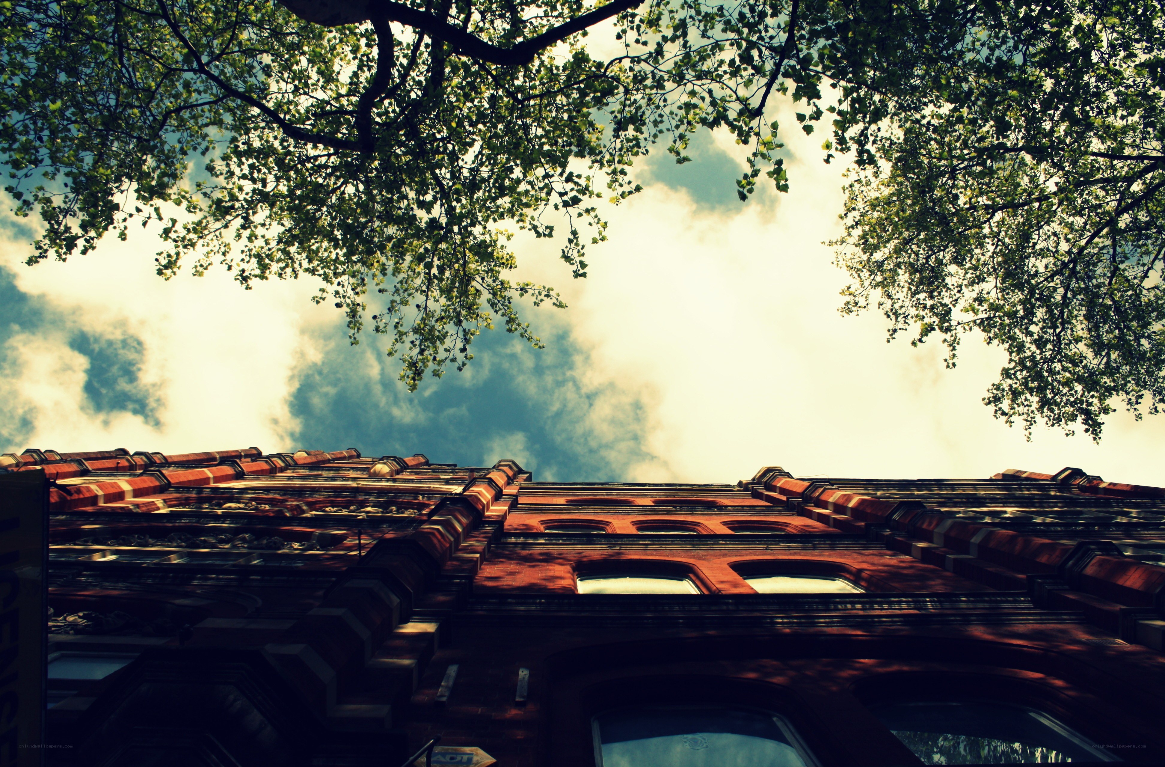 tree canopy over brick building