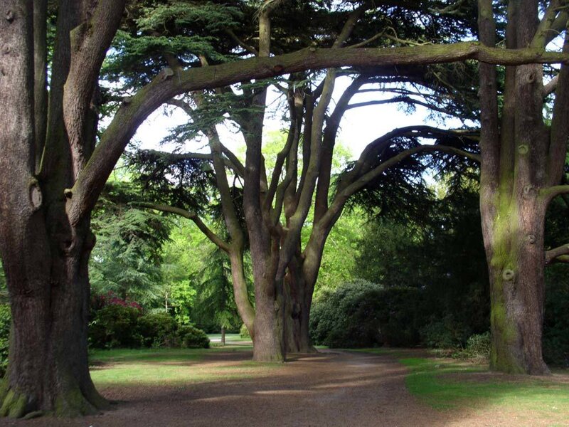 Tree canopy path in a park