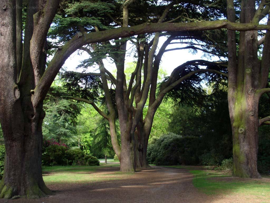 Tree canopy path in a park