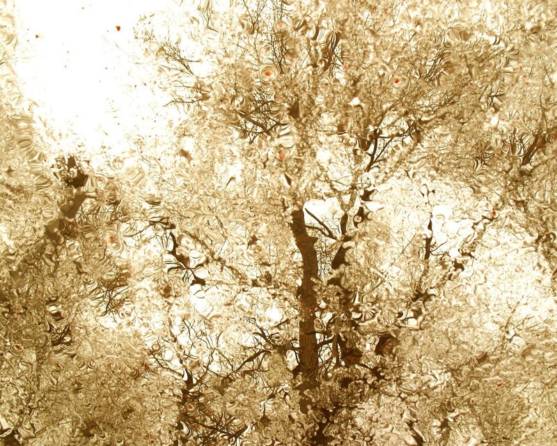 Tree canopy through water