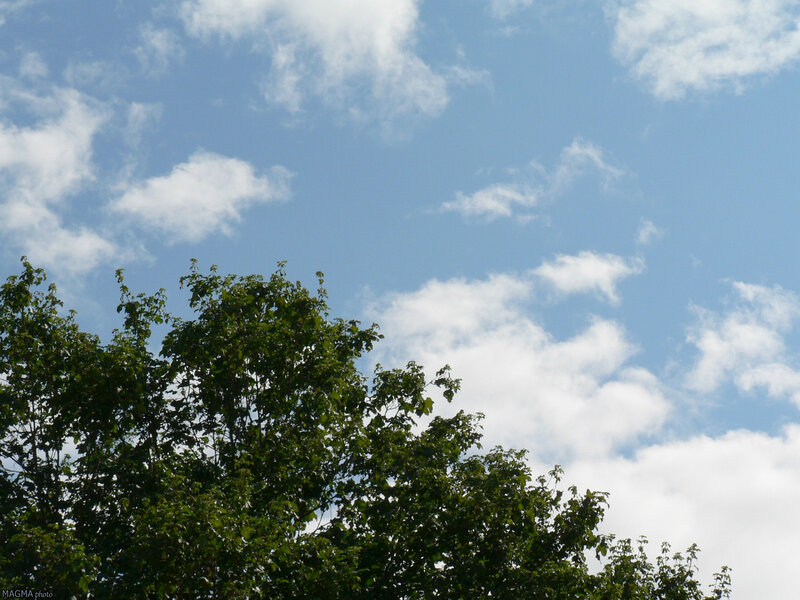 Tree Canopy under Sky