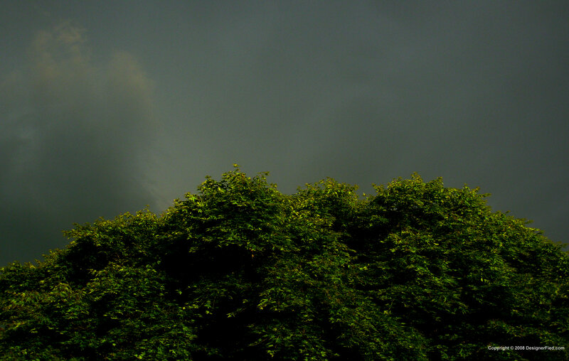 Tree Canopy under Stormy Sky