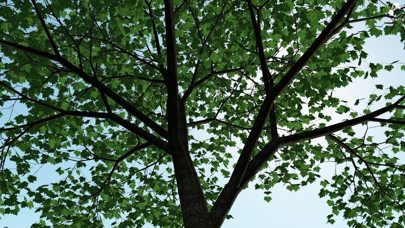 tree canopy view from below