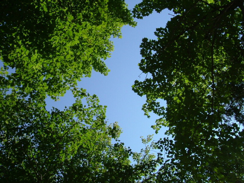 Tree Canopy View — Green, Serene, Afternoon, Photograph, Leaves