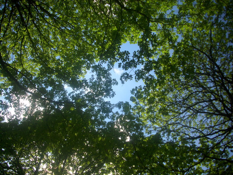 Tree Canopy View — Green, Serene, Afternoon, Photograph, Sky