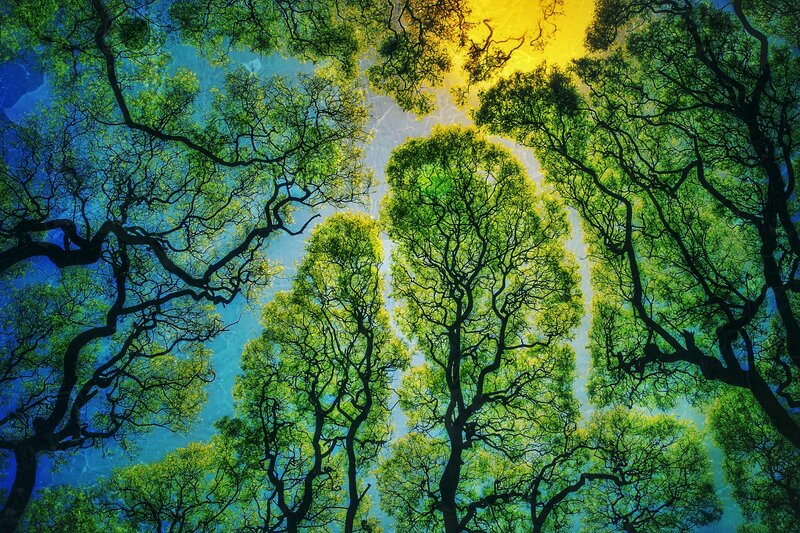 Tree Canopy View — Green, Serene, Afternoon, Photograph