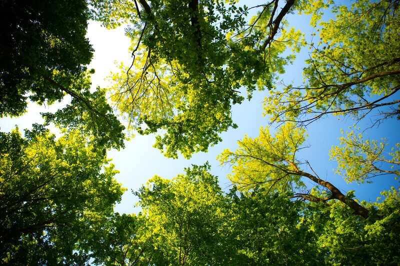 Tree Canopy View — Green, Serene, Afternoon, Photograph, Trees