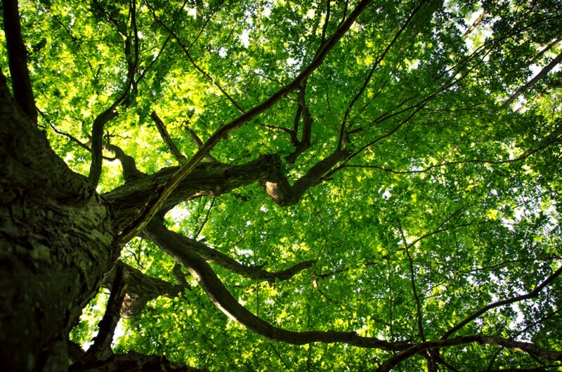 Tree Canopy View — Green, Serene, Afternoon