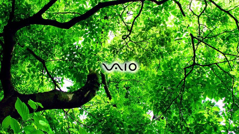 Tree Canopy View — Green, Serene