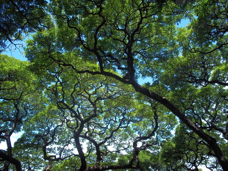 Tree Canopy View — Green